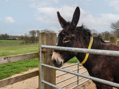 A donkey standing behind a metal gate in a fenced pasture at Broadstones in Bridport