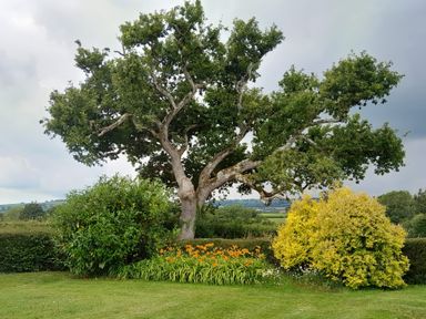 A garden with a large tree surrounded by bushes and flowers at Broadstones in Bridport