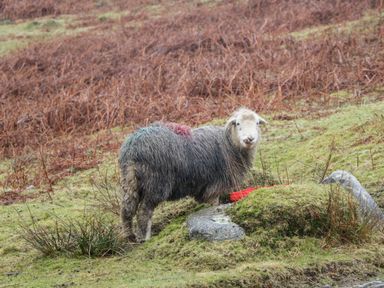 A sheep standing on grassy land with rocks and dry vegetation in the background at Howgill Lodge Gatebeck near Kirkby Lonsdale