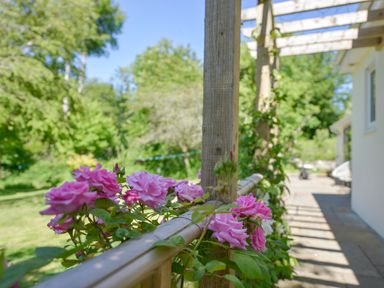 A garden with pink flowers on a wooden trellis next to a paved walkway at Bluebell Cottage in Mary Tavy