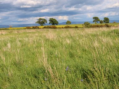 A field with tall grass and scattered trees under a cloudy sky at Rashierigg in Catterick North Yorkshire