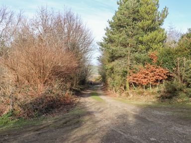 A dirt path through trees and bushes under a blue sky at Pen y Mynydd in Newport Pembrokeshire