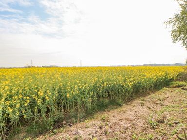 A field of yellow flowering plants with a dirt path and some trees at Country Retreat in Ponteland