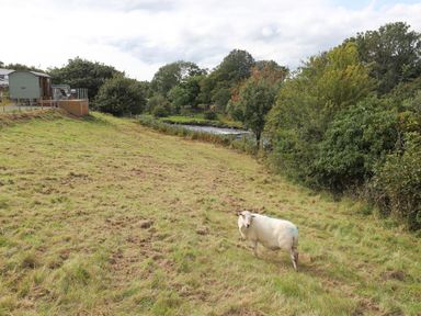 A grassy field with a sheep near a river and trees with a shepherd's hut on the left at Llety'r Bugail 1 in Llanrug