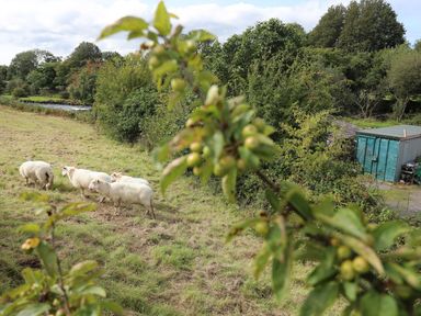A field with four sheep near a river and trees with a shed in the background at Llety'r Bugail 1 in Llanrug