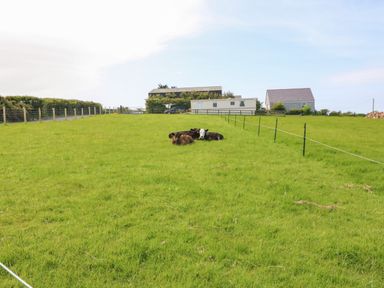 A grassy field with cows lying down near a fence with houses and a trailer in the background at Cwt Y Rhos in Valley