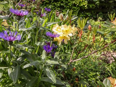 Purple and yellow flowers surrounded by green leaves in a garden at Robins Nest Number 12 Burnside Park near Keswick