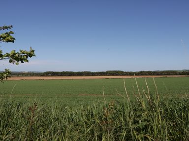 A field with green crops and grass under a clear sky at Jeans Place in East Heslerton near West Heslerton