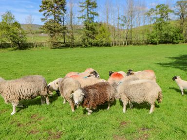 A group of sheep grazing on grass in a fenced field with trees and hills in the background at Herdie Hideaway in Appleby-In-Westmorland