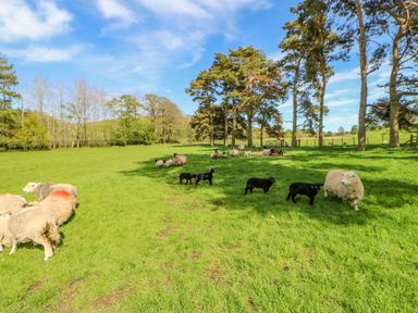 A green grassy field with sheep and lambs under a blue sky with trees in the background at Herdie Hideaway in Appleby-In-Westmorland