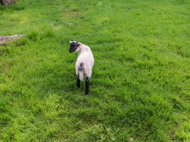 A lamb standing on green grass in a field at Herdie Hideaway in Appleby-In-Westmorland