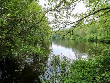 A river surrounded by trees and plants with overhanging branches at Harcombe House Bungalow 11 in Chudleigh