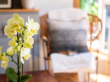 A yellow orchid flower with a wicker chair and cushion in the background at Chi Lowarth in Porthleven