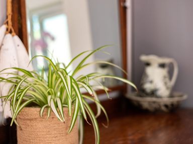 A potted spider plant on a wooden surface with a mirror and a ceramic pitcher in the background at Chi Lowarth in Porthleven