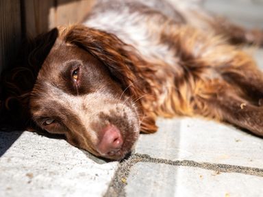 A close up of a brown dog lying on a tiled floor at Chi Lowarth in Porthleven