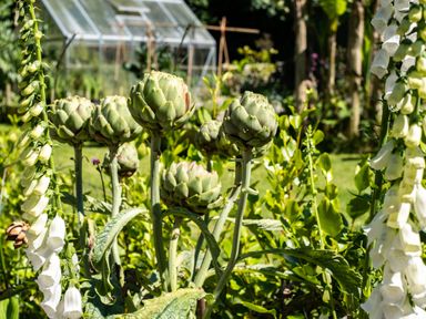 Green artichoke plants and tall white foxglove flowers in a garden with a glass greenhouse in the background at Chi Lowarth in Porthleven