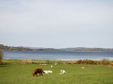 A green field with cows and sheep grazing near a body of water with hills in the background at Bridgetown Cottage in Kerrykeel County Donegal