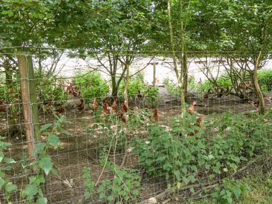 An outdoor fenced area with trees and bushes containing chickens at Glebe Farm Cottage in Rathfriland County Down