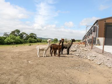 Four alpacas standing on a dirt area near a fenced structure with chickens and trees in the background at Glebe Farm Cottage in Rathfriland County Down