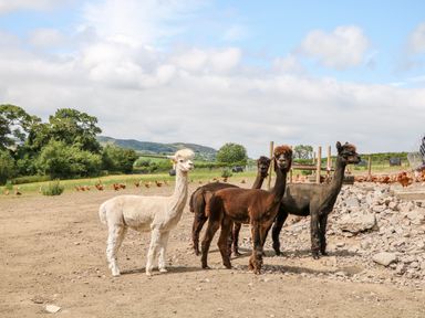 Four alpacas standing on a dirt ground with chickens and green hills in the background at Glebe Farm Cottage in Rathfriland County Down