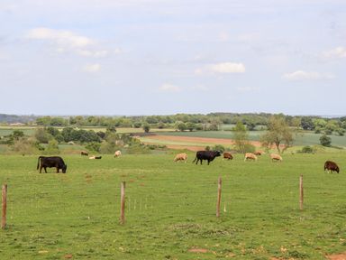 A grassy field with cows and sheep grazing with trees and farmland in the background at The Happy Valley Pod in Chipping Norton