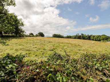 A grassy field with grazing sheep and trees in the background at Gull Cottage in Hermon near Newborough