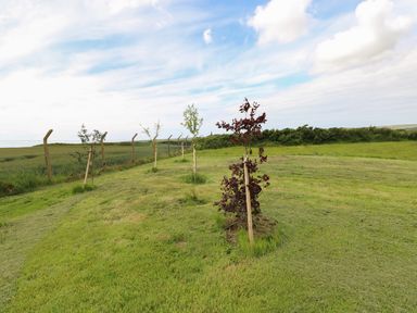 A grassy field with young trees planted in a row near a wire fence at Landfall in St Twynnells near Pembroke