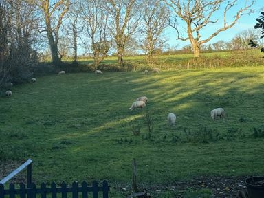 A green fenced pasture with sheep grazing and trees in the background at Wood Brook Cottage in Crowan