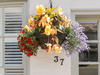 A hanging basket with red yellow and purple flowers outside a building with number 37
