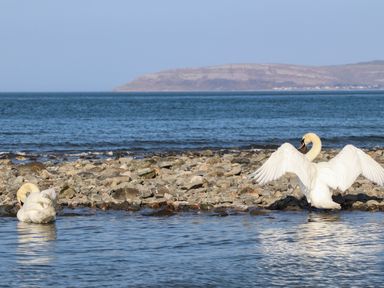 Two swans in a shallow rocky shoreline with water and a distant hill at Haddef Penmaenmawr in Penmaenmawr