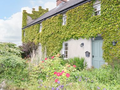 A house with ivy growing on the walls a light blue door and a garden with flowers and plants at Scarvagh House in Scarva near Loughbrickland