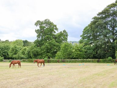 A field with horses grazing and trees in the background at Scarvagh House in Scarva near Loughbrickland