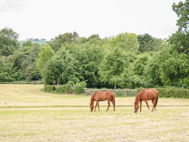 Two brown horses grazing in a grassy field with trees in the background at Scarvagh House in Scarva near Loughbrickland
