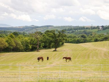 A fenced grassy field with four horses and trees in the background at Scarvagh House Scarva near Loughbrickland