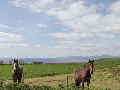 Two horses standing in a fenced grassy field with the sea and hills in the background at The Cabin in Occumster near Lybster