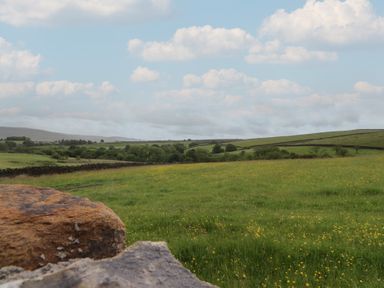 A landscape with grass and wildflowers at The Journeyman Luxury Shepherds Hut in Barnoldswick