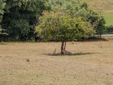 A sheep lying under a small tree in a dry grassy field at Phocle Ridge in Phocle Green near Ross-On-Wye