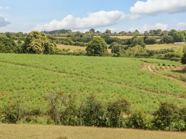 A green field with small trees and bushes under a blue sky at Phocle Ridge in Phocle Green near Ross-On-Wye