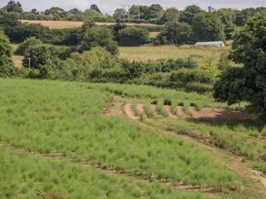 A field with rows of green plants and trees in a rural area at Phocle Ridge in Phocle Green near Ross-On-Wye