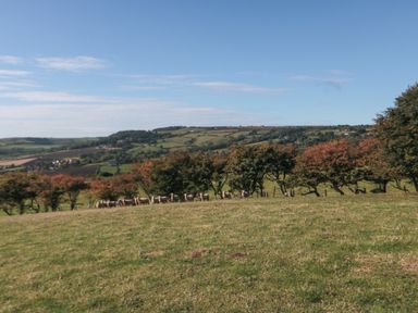 A field with sheep near small trees and hills in the background at The Shepherd's Rest in Robin Hood's Bay