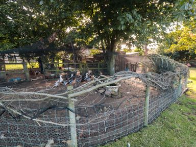 An outdoor fenced enclosure with birds including ducks and chickens under trees at The Shepherd's Rest in Robin Hood's Bay