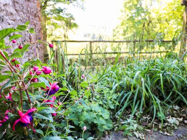 A garden with pink and purple flowers and green plants next to a stone wall at Chestnut in Nenthall near Alston