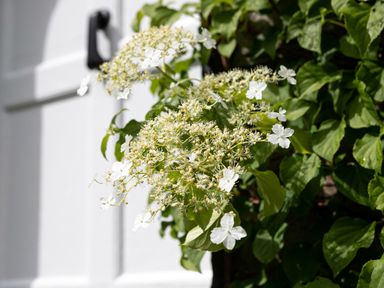 White flowers and green leaves next to a door at Thorney How in Grasmere