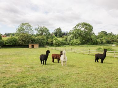 Four alpacas in a grassy area at Maple Lodge at Bridge Lake Farm & Fishery in Chacombe