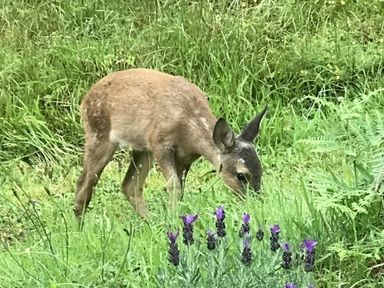 A fawn grazing in a grassy area with purple flowers at Chapel House in Torridon