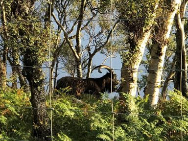 A black goat with large curved horns standing among trees and ferns behind a wire fence at Chapel House in Torridon