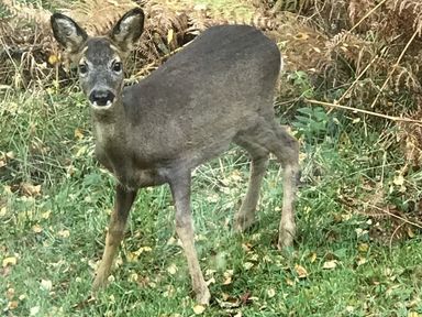 A young deer standing on grass near dry foliage in a natural outdoor setting