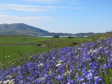 A field of purple flowers with green grass and hills with water in the background at Ardlarach Lodge in Cullipool Isle Of Luing