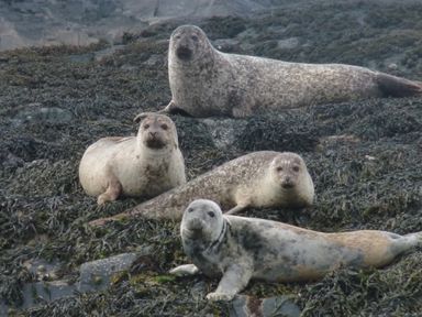 Four seals resting on rocky terrain covered with seaweed at Ardlarach Lodge in Cullipool Isle Of Luing