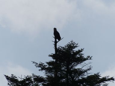 A bird perched on the top branch of a tall tree against a cloudy sky